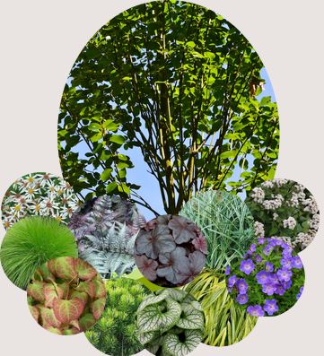 Žolyna pusiau pavėsio gėlyno projektas - MAX paketas