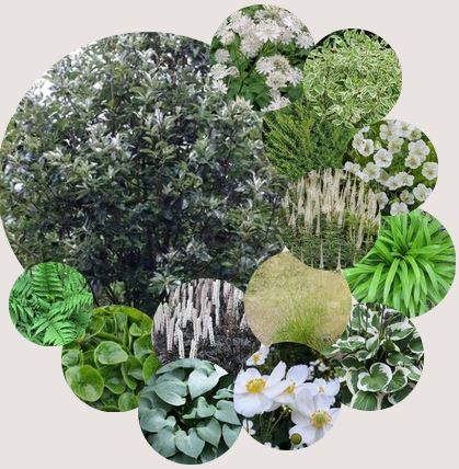 Žolyna drėgno pavėsio gėlyno projektas - MINI paketas