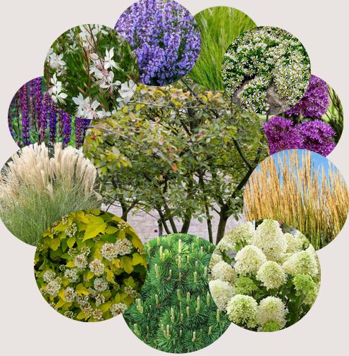 Žolyna saulėtai ir sausai vietai - MIDI paketas