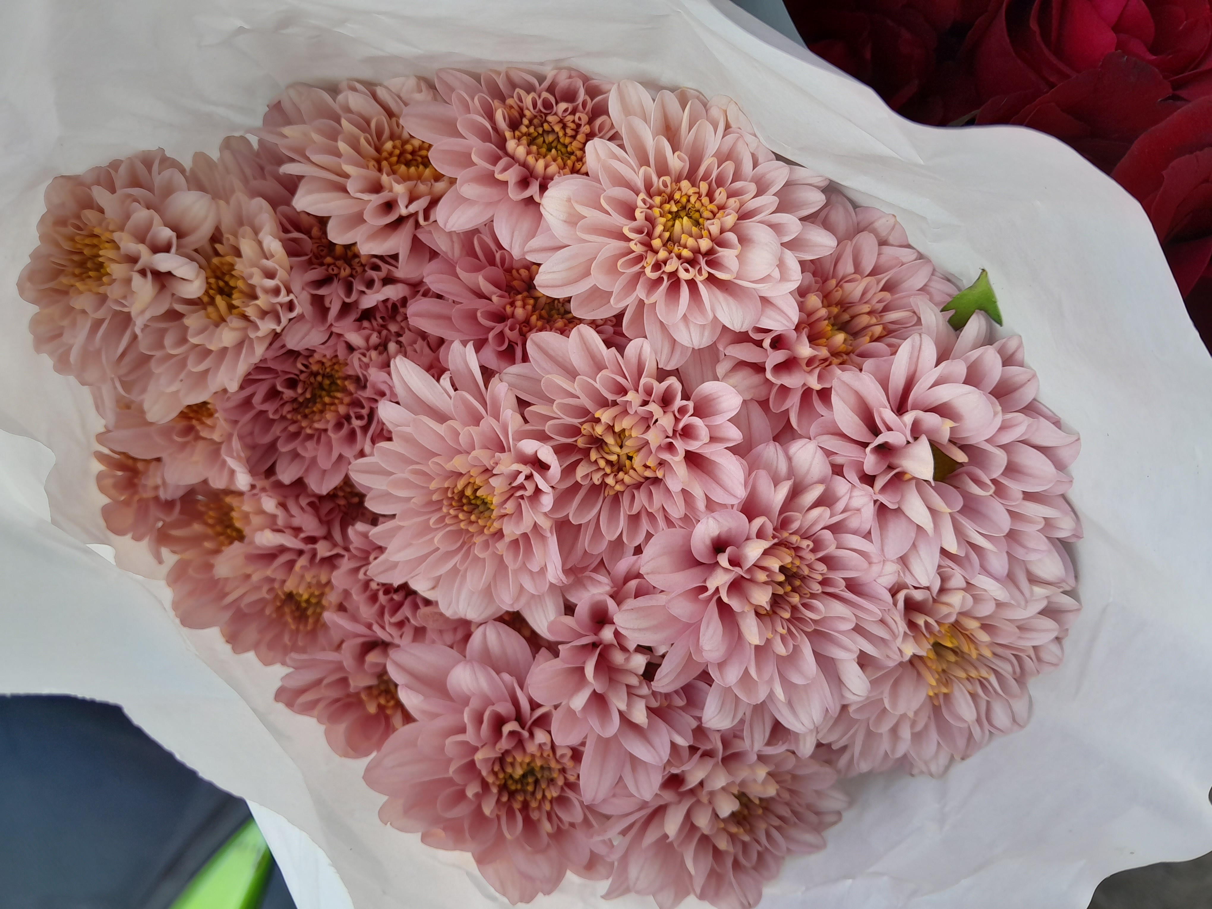 Bouquet of Pink Chrysanthemums