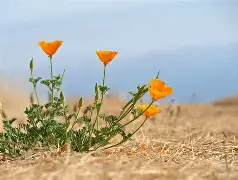 California Poppy Tincture
