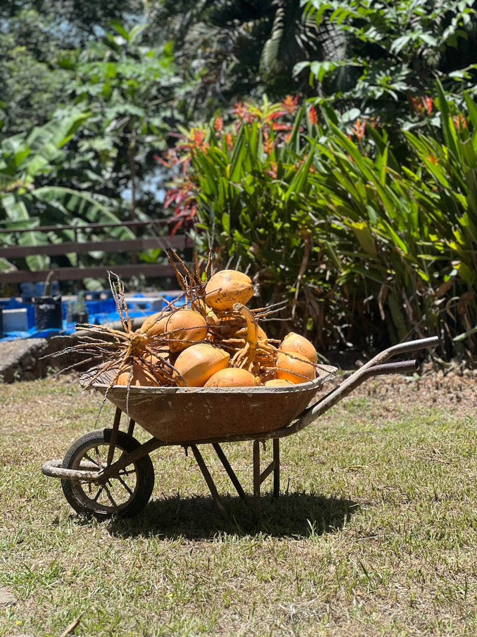 Coconut tree sapling