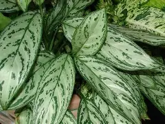 Aglaonema Plant
