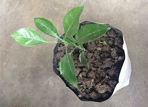 Lemon tree sapling