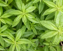 Lemon Verbana Tincture