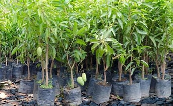 Mango tree sapling