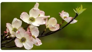 Jamacian Dogwood tincture