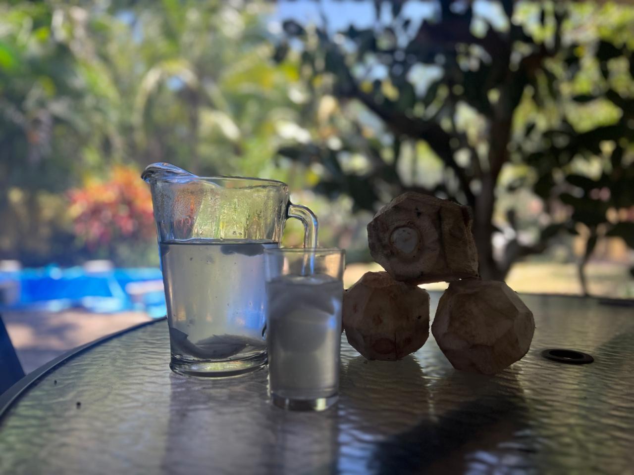 Coconut tree sapling