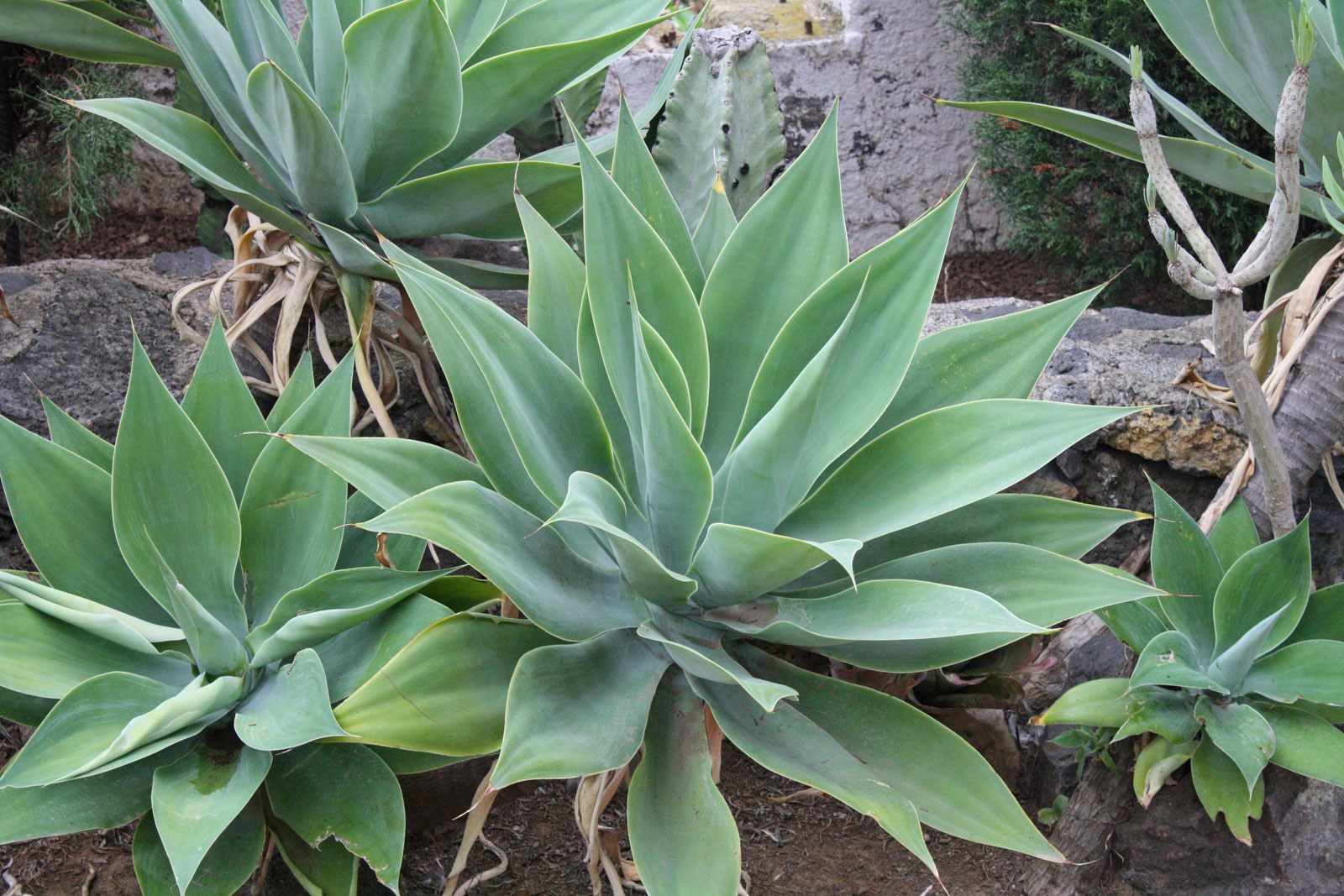 Agave Plant