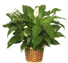 Peace Lily Plant