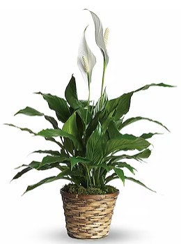 Peace Lily Plant