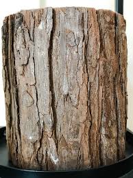 Bougie écorce marron de Broste