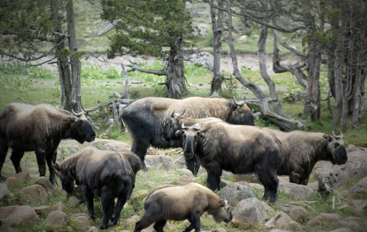 Jigme Dorji National Park