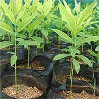 White Sandalwood Plant