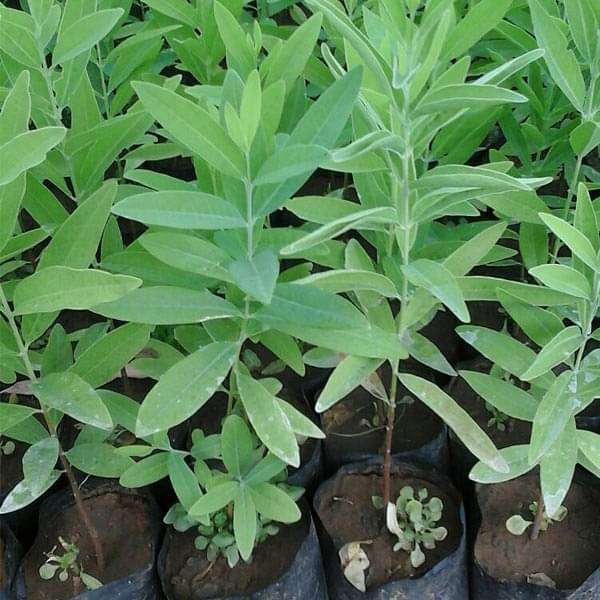 White Sandalwood Plant