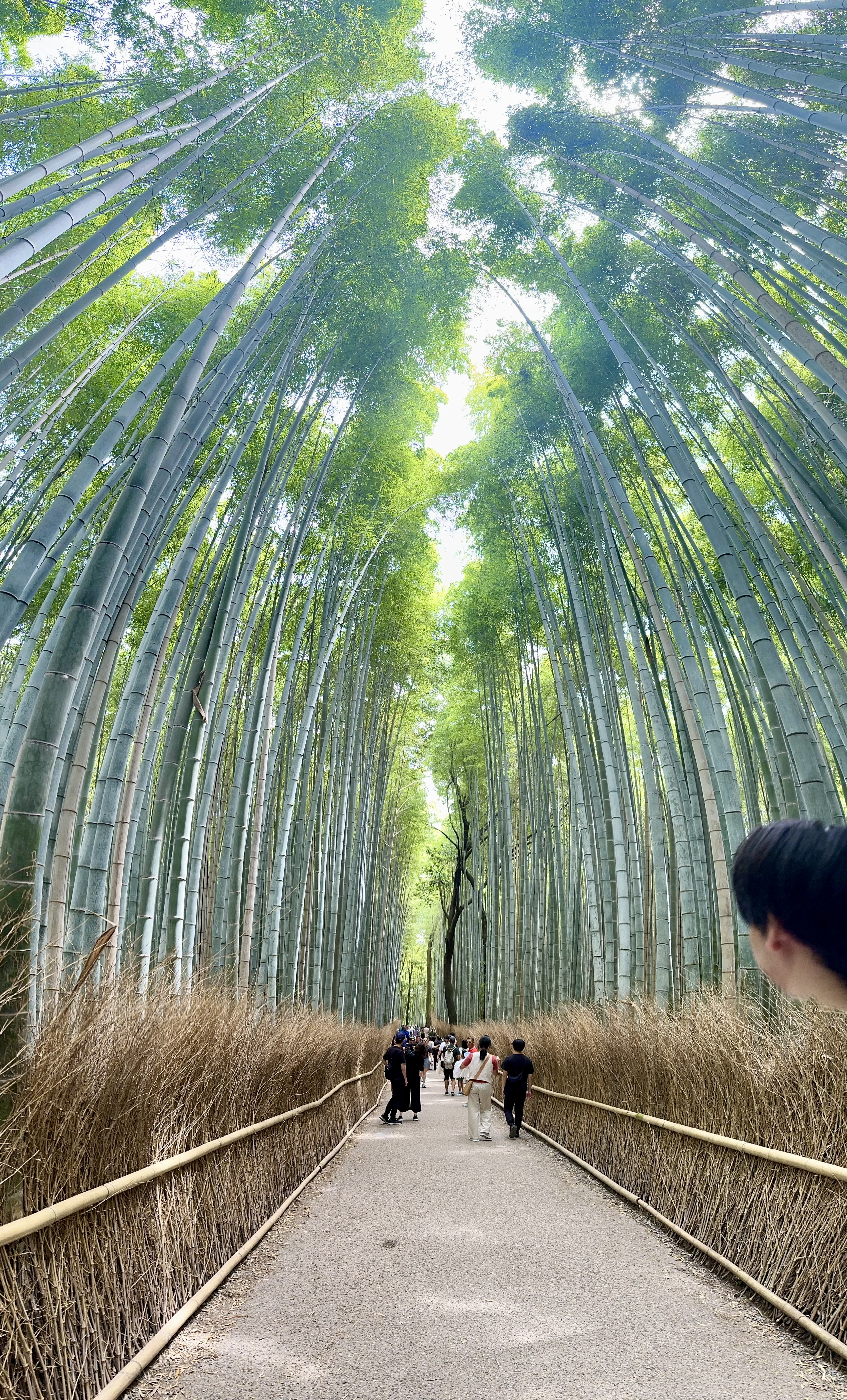 Kinkaku-ji Golden Pavilion Model