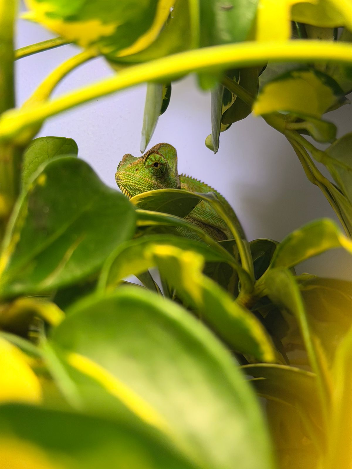 Camaleón velo juvenil