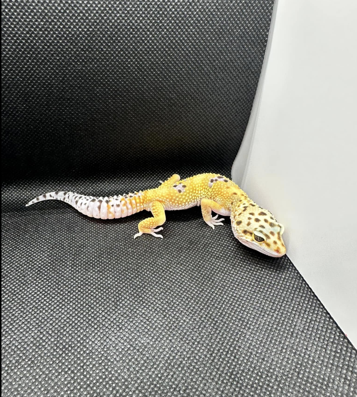 Gecko leopardo