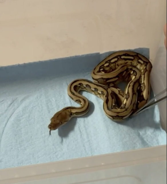 Pitón Reticulada Suntiger