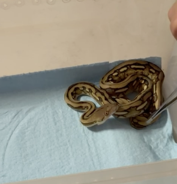 Pitón Reticulada Suntiger