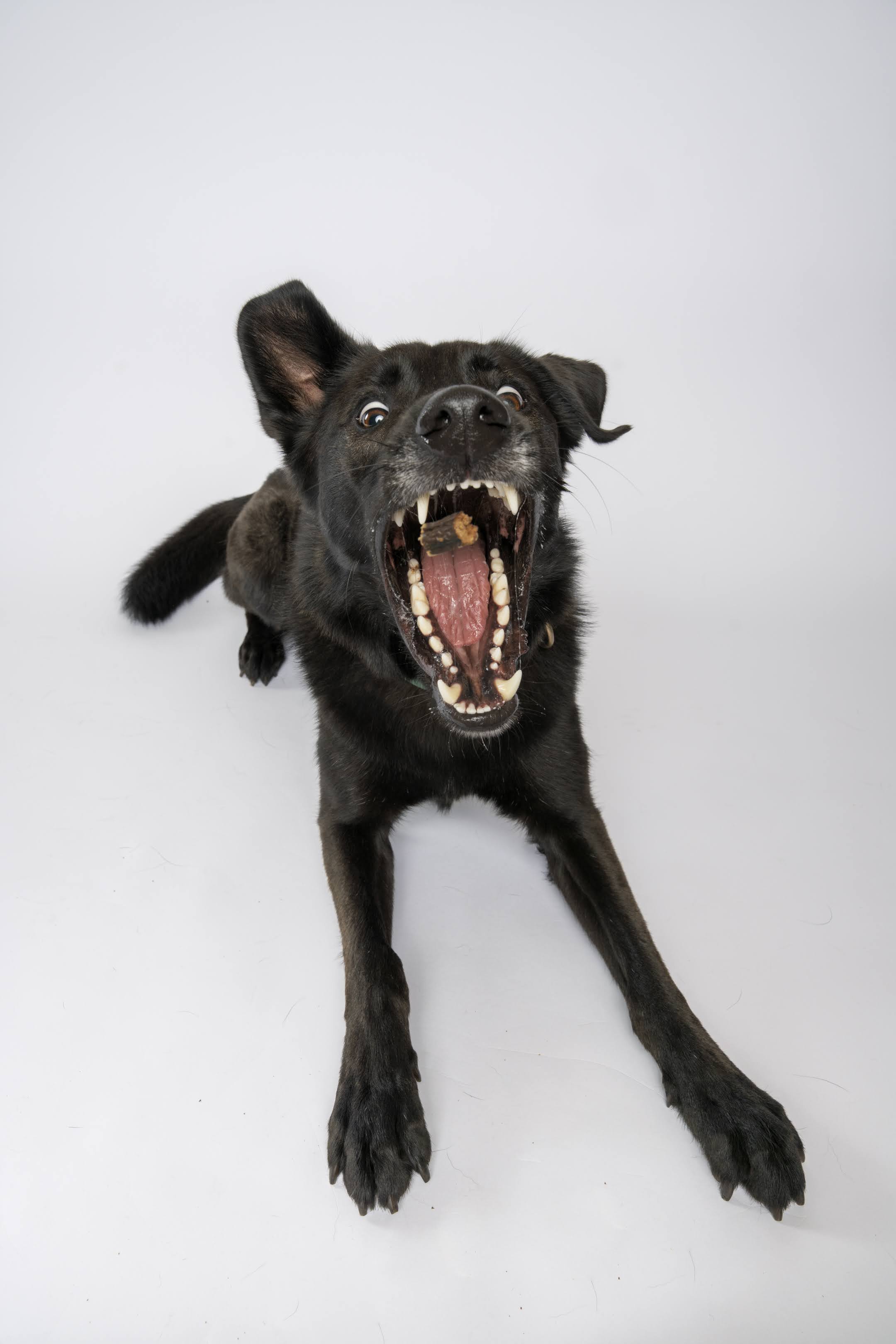 ๐ธ The Mini Pupparazzi Shoot! Pop-Up @ The Dog School ๐ธ