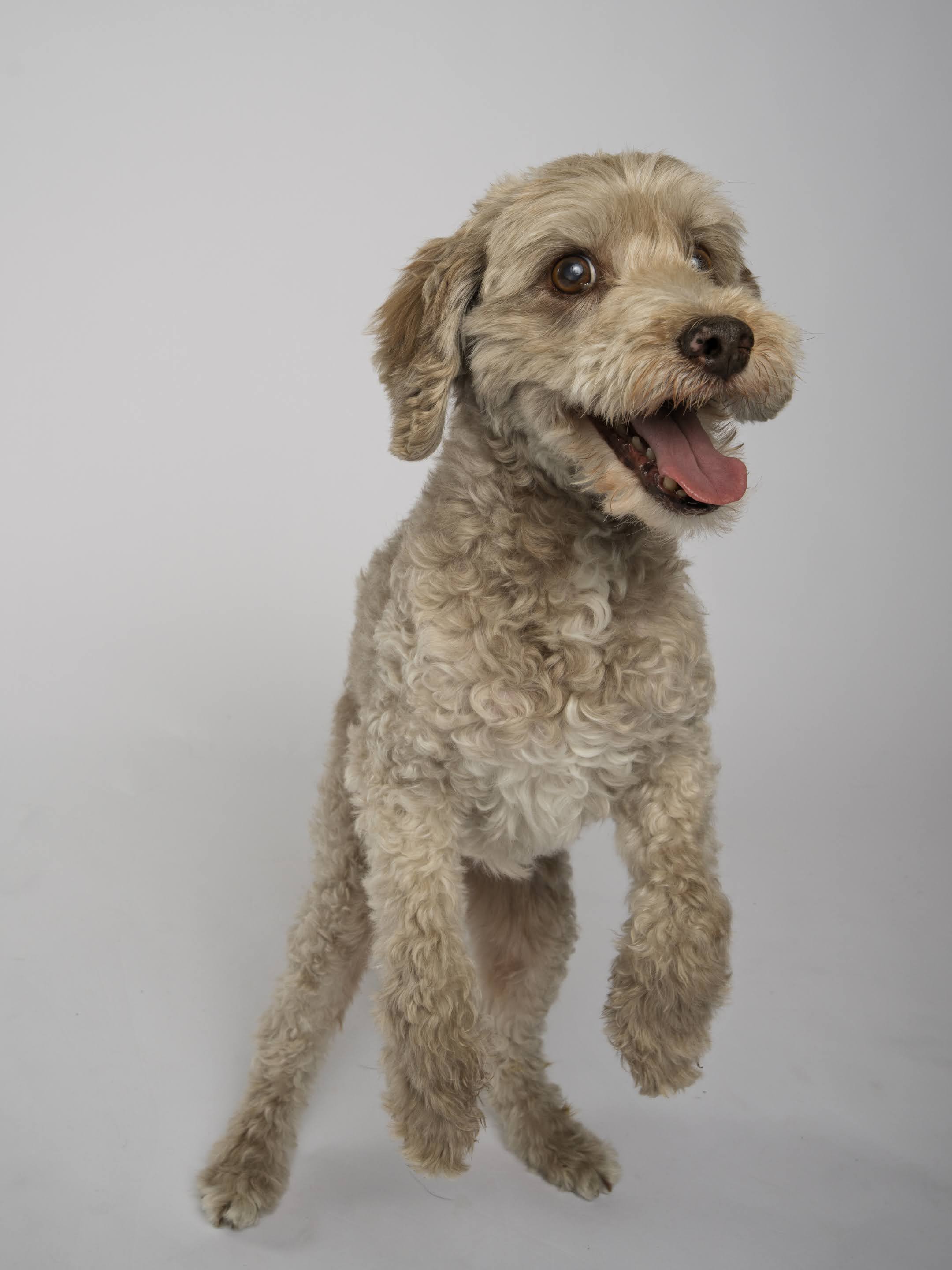 📸 The Mini Pupparazzi Shoot! Pop-Up @ The Dog School 📸