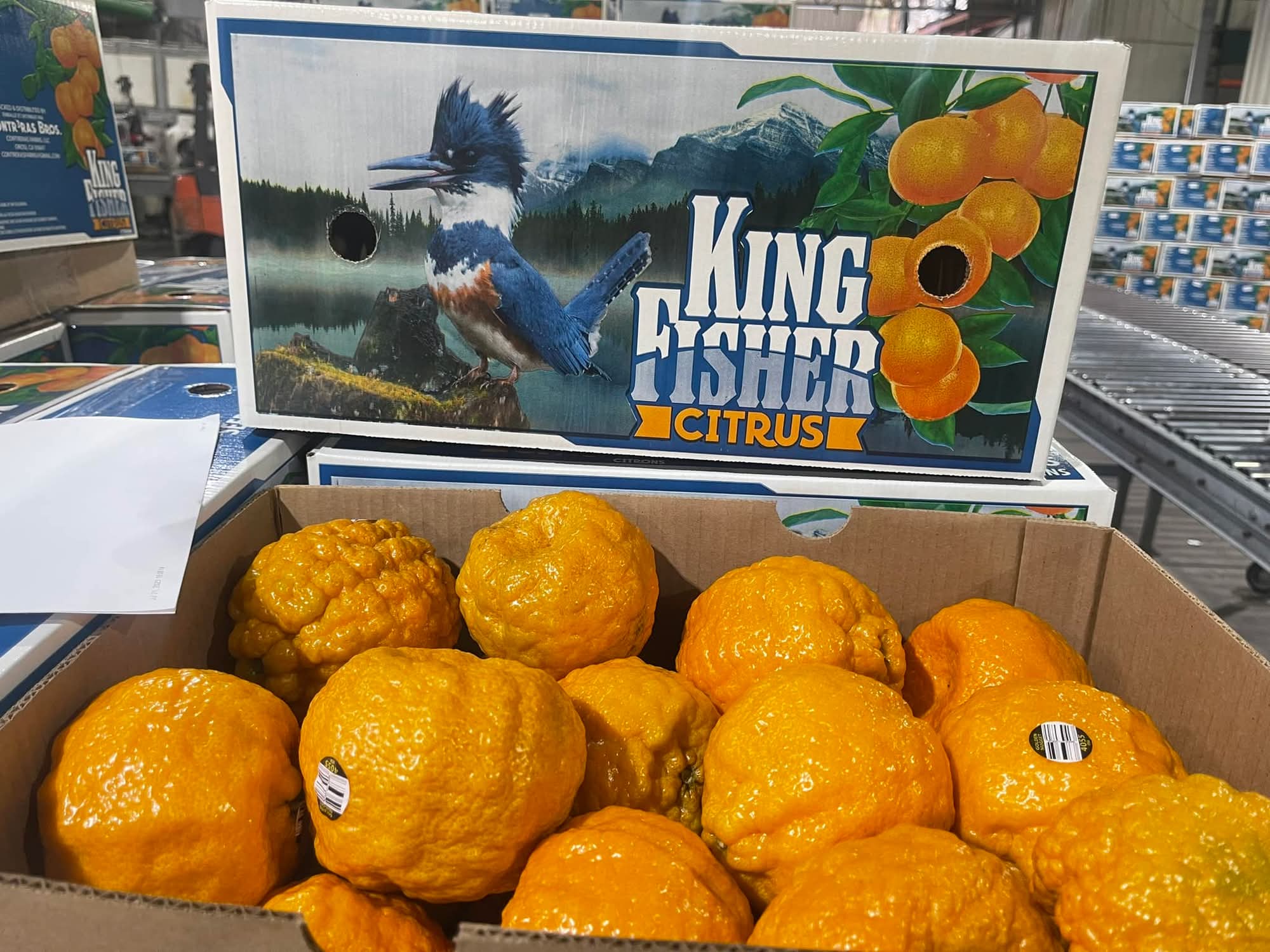 Gold Nugget Mandarins