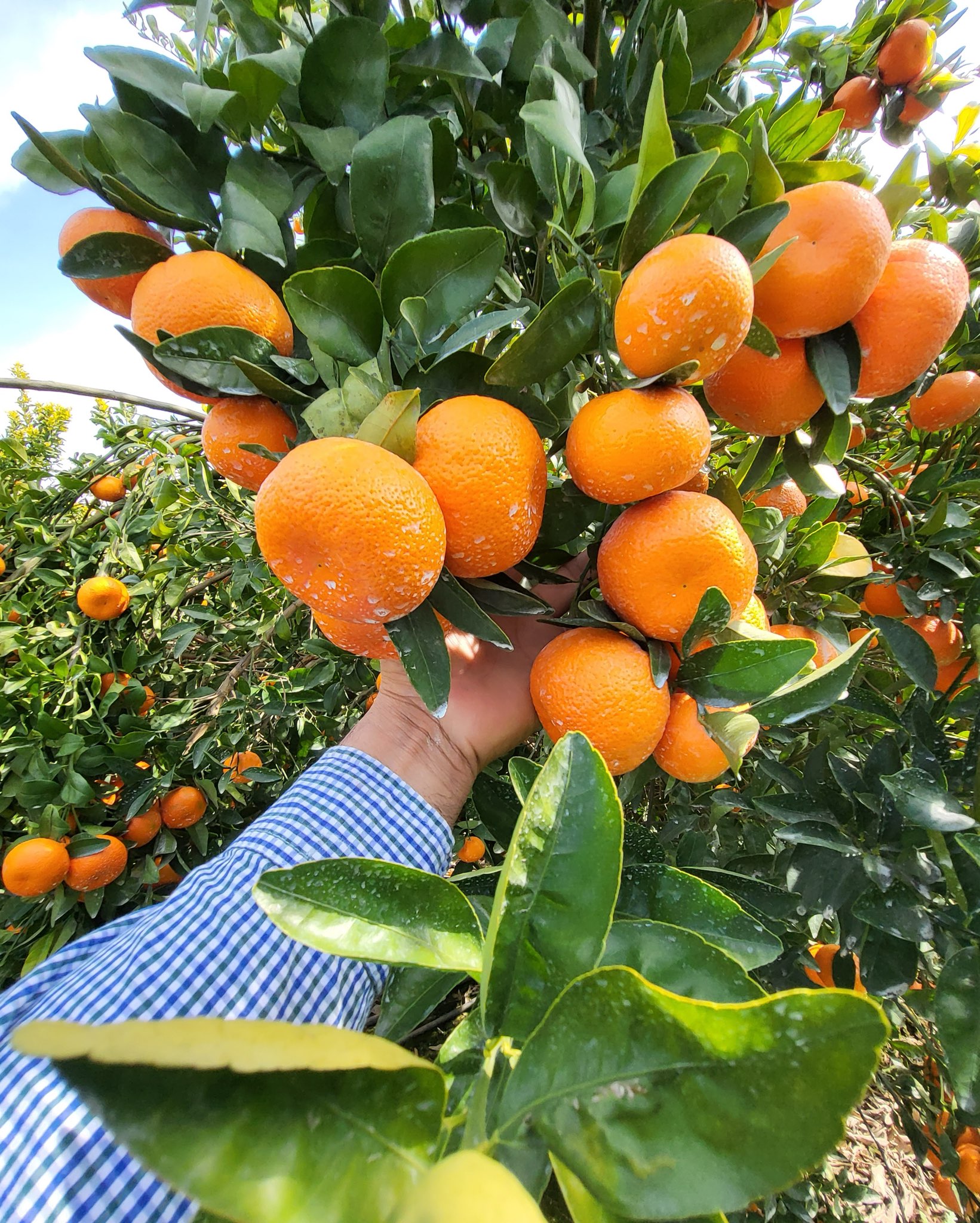 Tango Mandarins