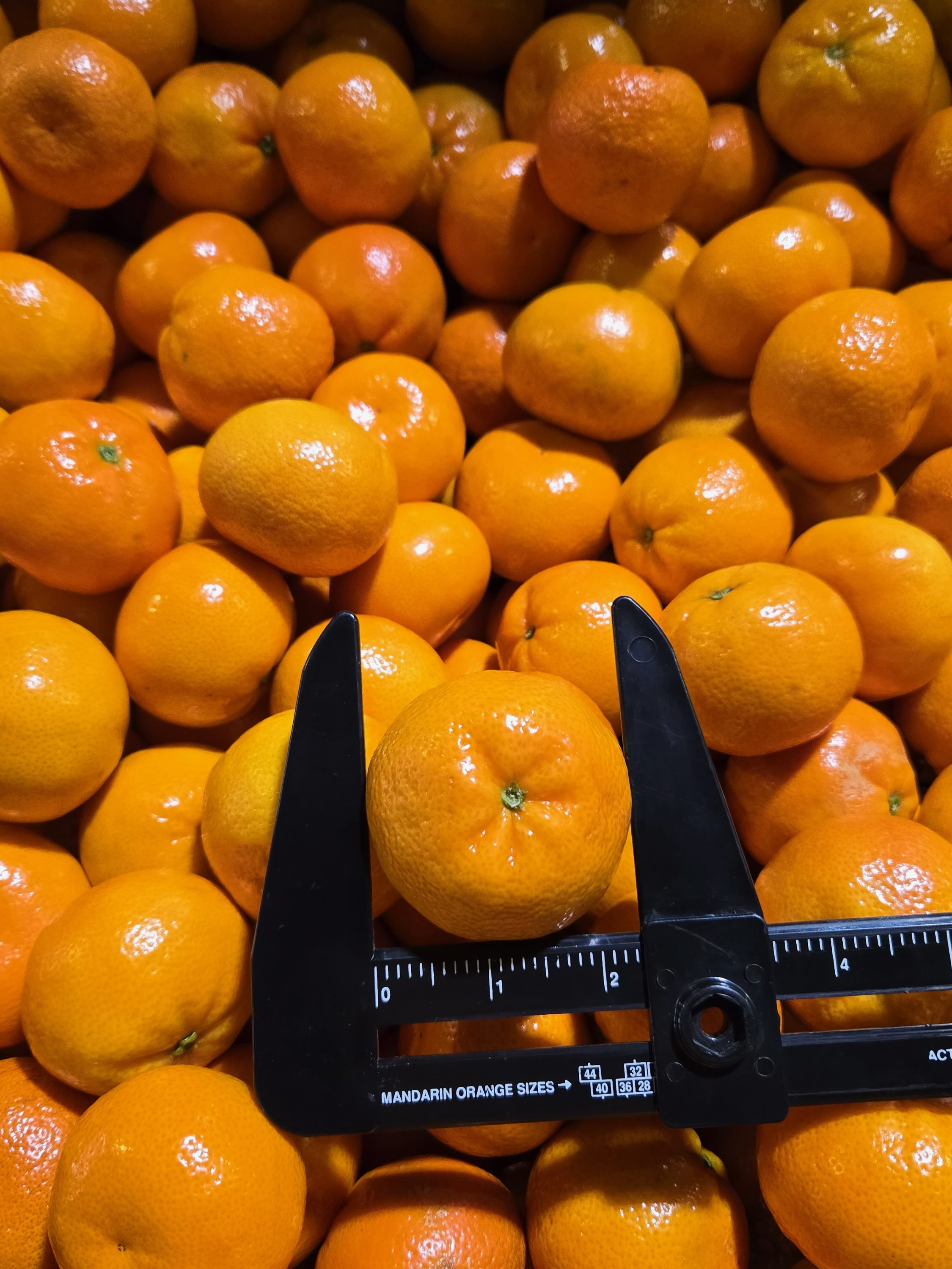 Tango Mandarins