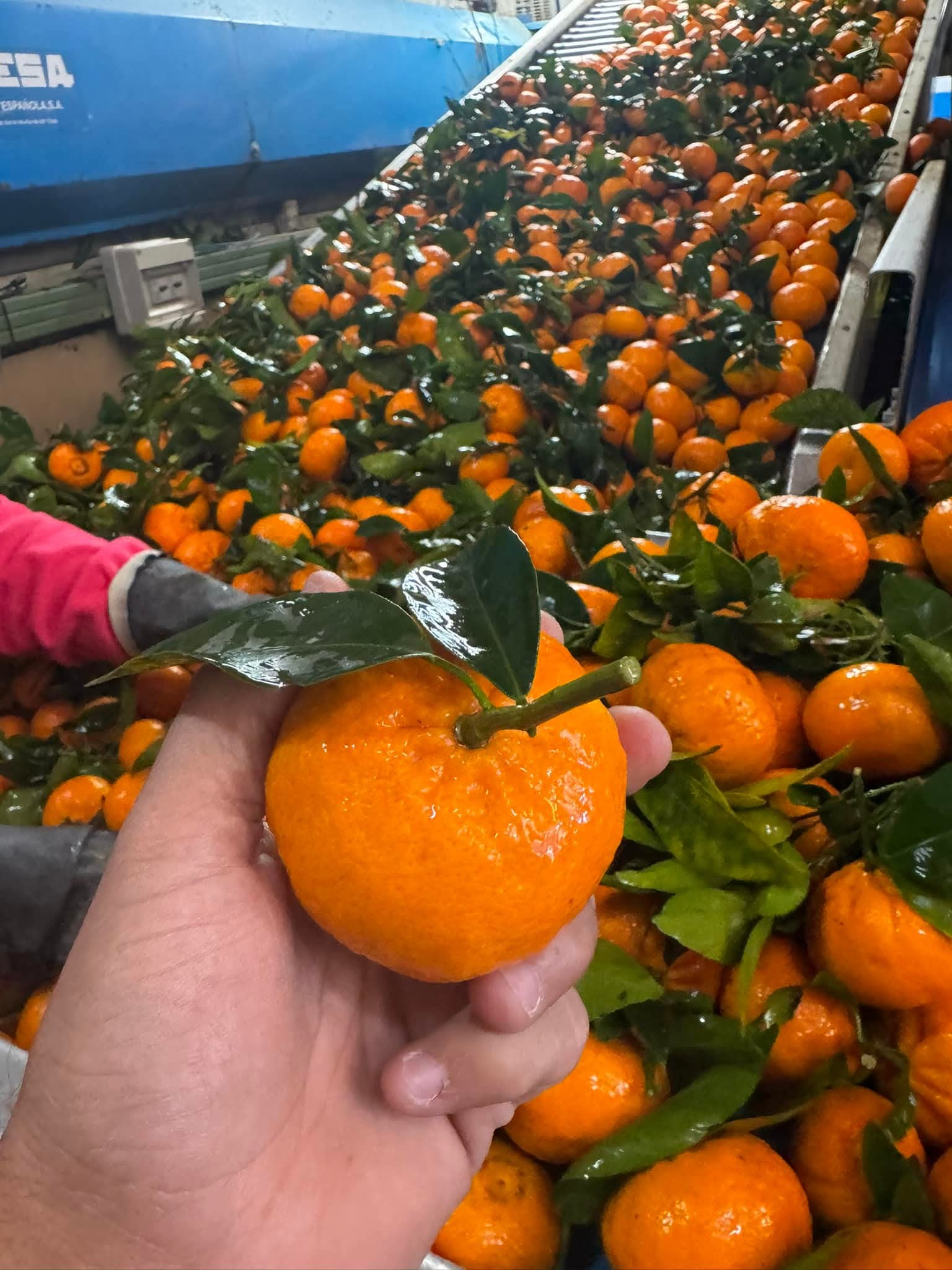 Murcott mandarins