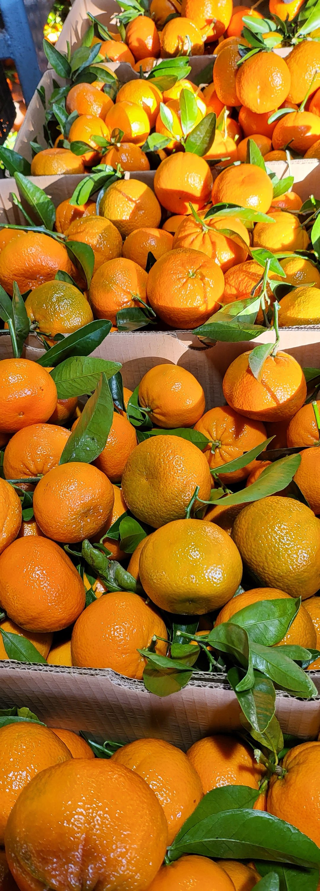 Murcott mandarins