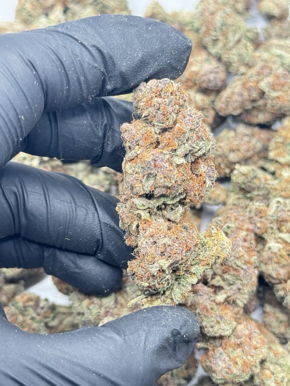 CALIFORNIENNE 🇺🇸