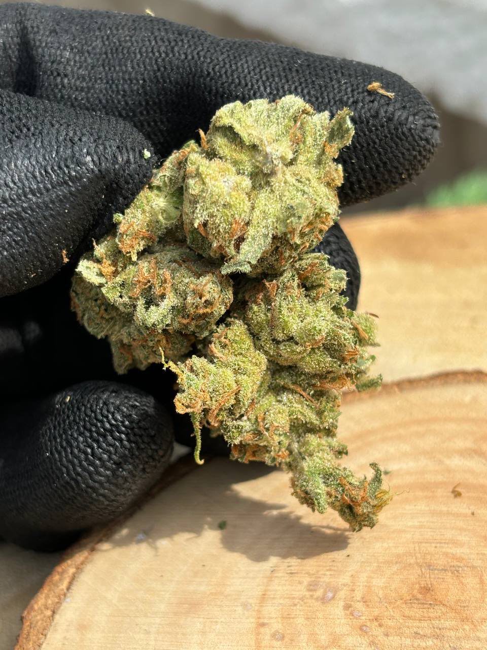 Hollandaise 🇷🇺