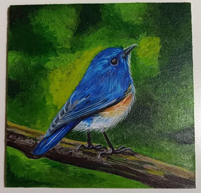 Himalayan Bluetail bird