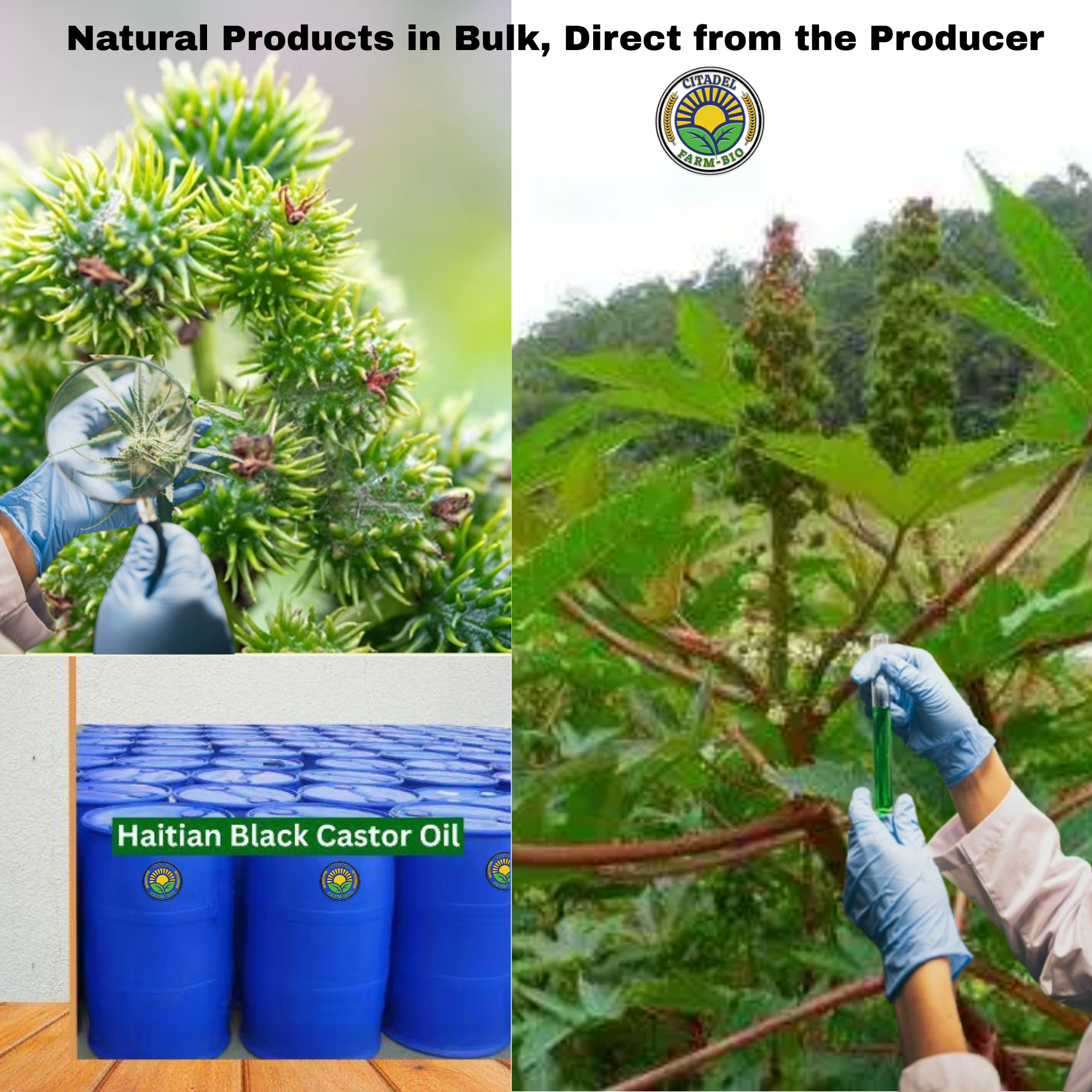 Organic Castor Oil Wholesale (Barrel) – Bulk Supplier & Producer