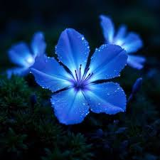 blue flower 