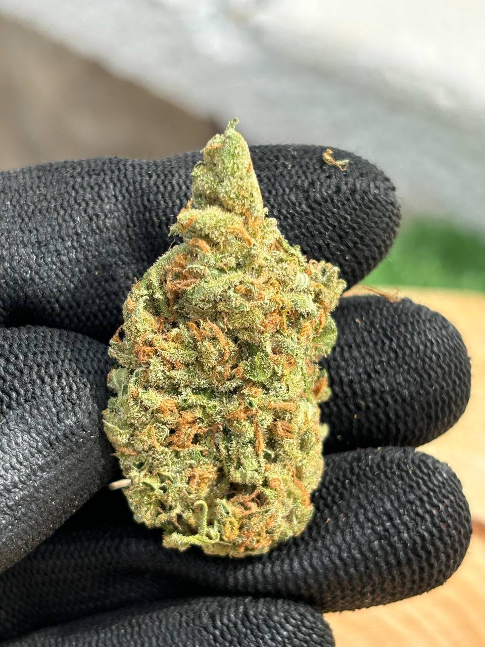 HOLLANDAISE🇳🇱 🟥