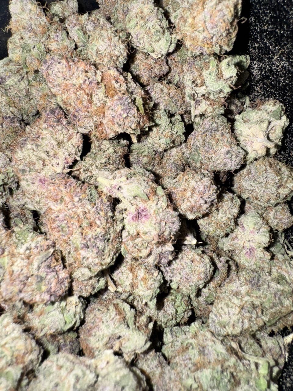 TOPSHELF CALI SPAIN 🇪🇸 