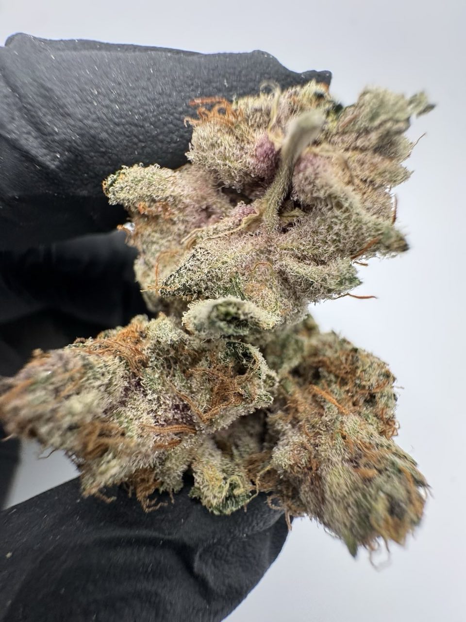 CALIFORNIENNE 🇺🇸💥