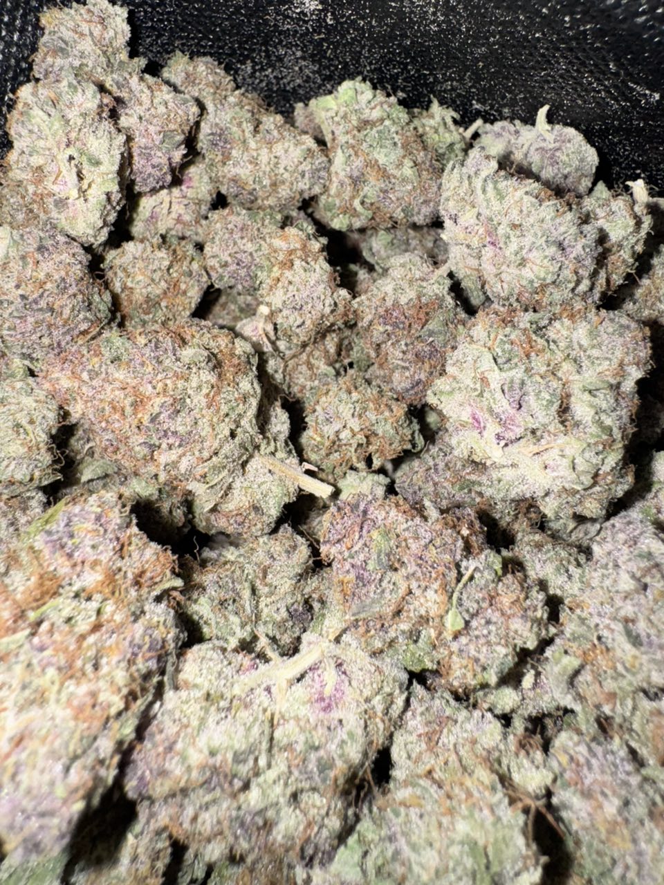 TOPSHELF CALI SPAIN 🇪🇸 