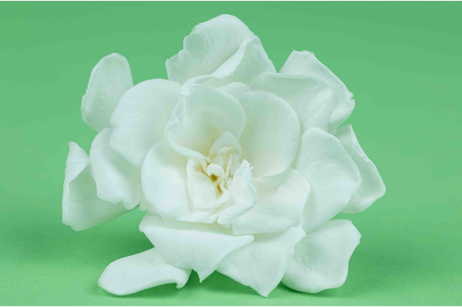 Stabilizuoti gardenijų žiedai (Gardenia jasminoides)