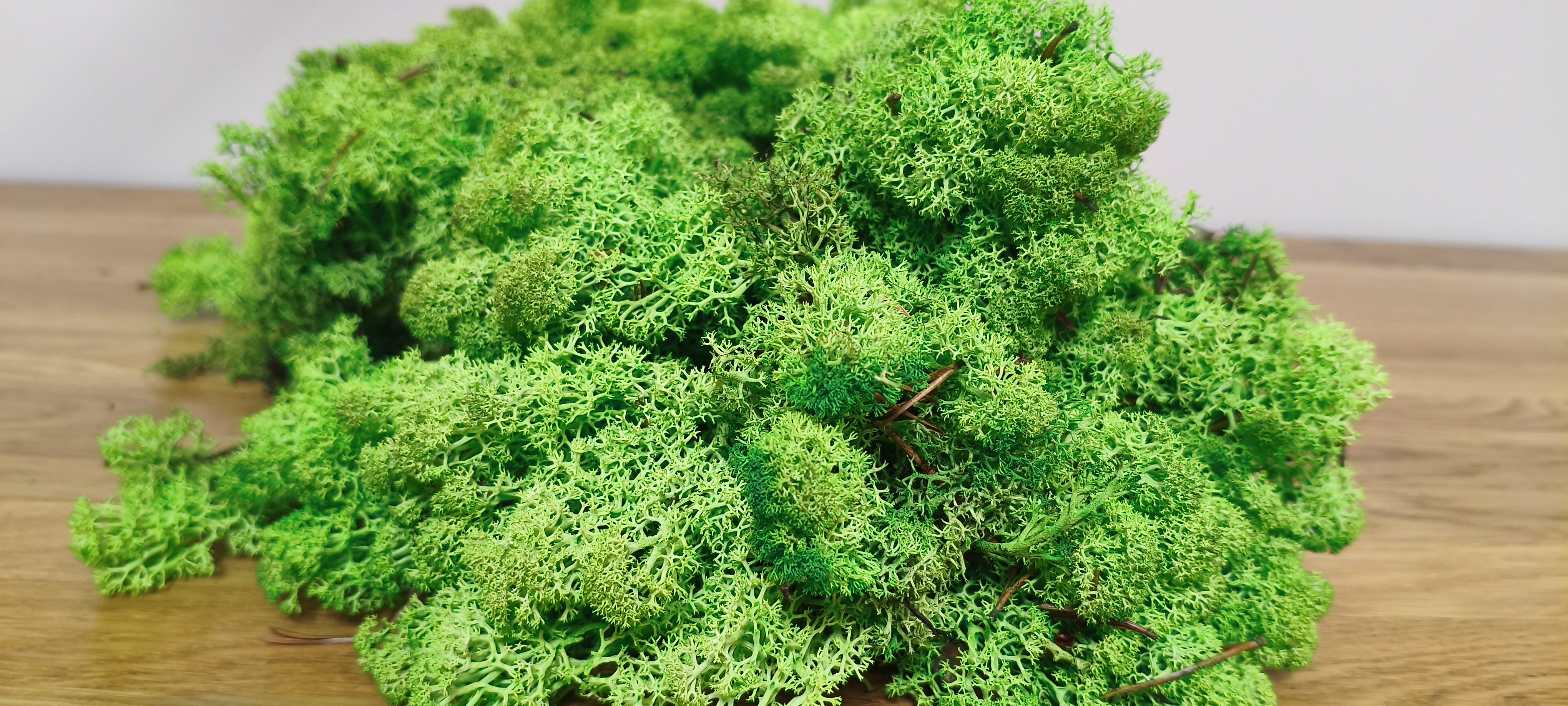 Stabilizuotos elninės samanos Reindeer Moss