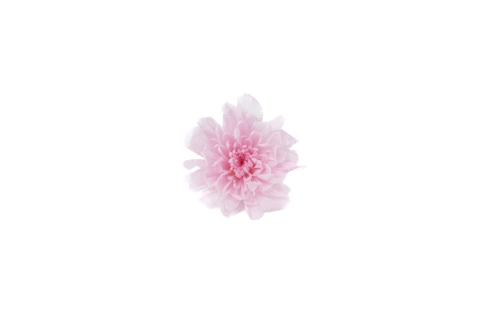 Stabilizuotos japoninės chrizantemos (Chrysanthemum)