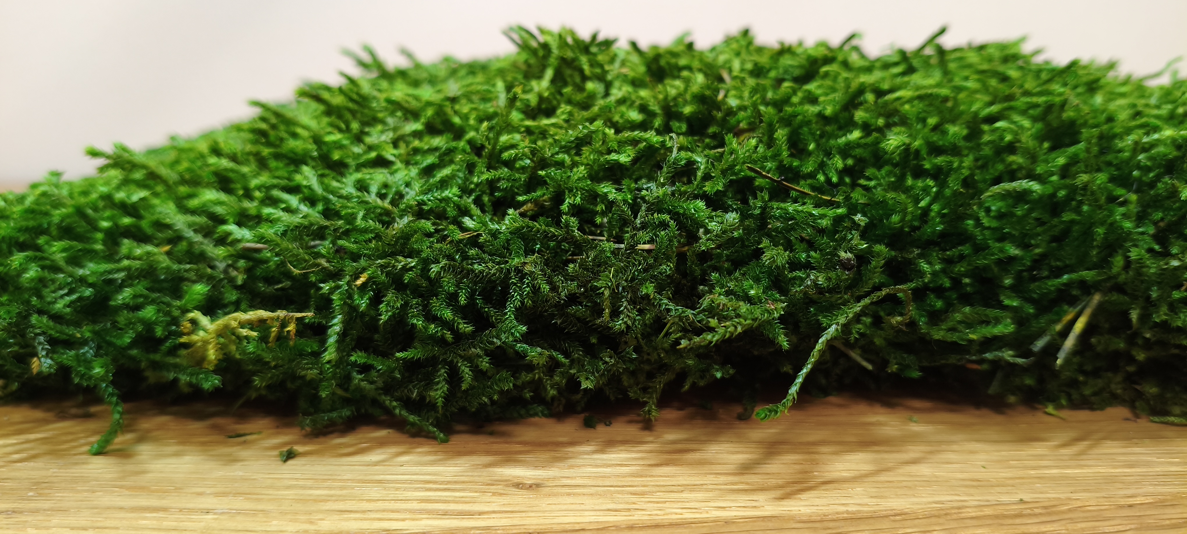 Stabilizuotos ilgos plokščios samanos  ( Flat Moss)