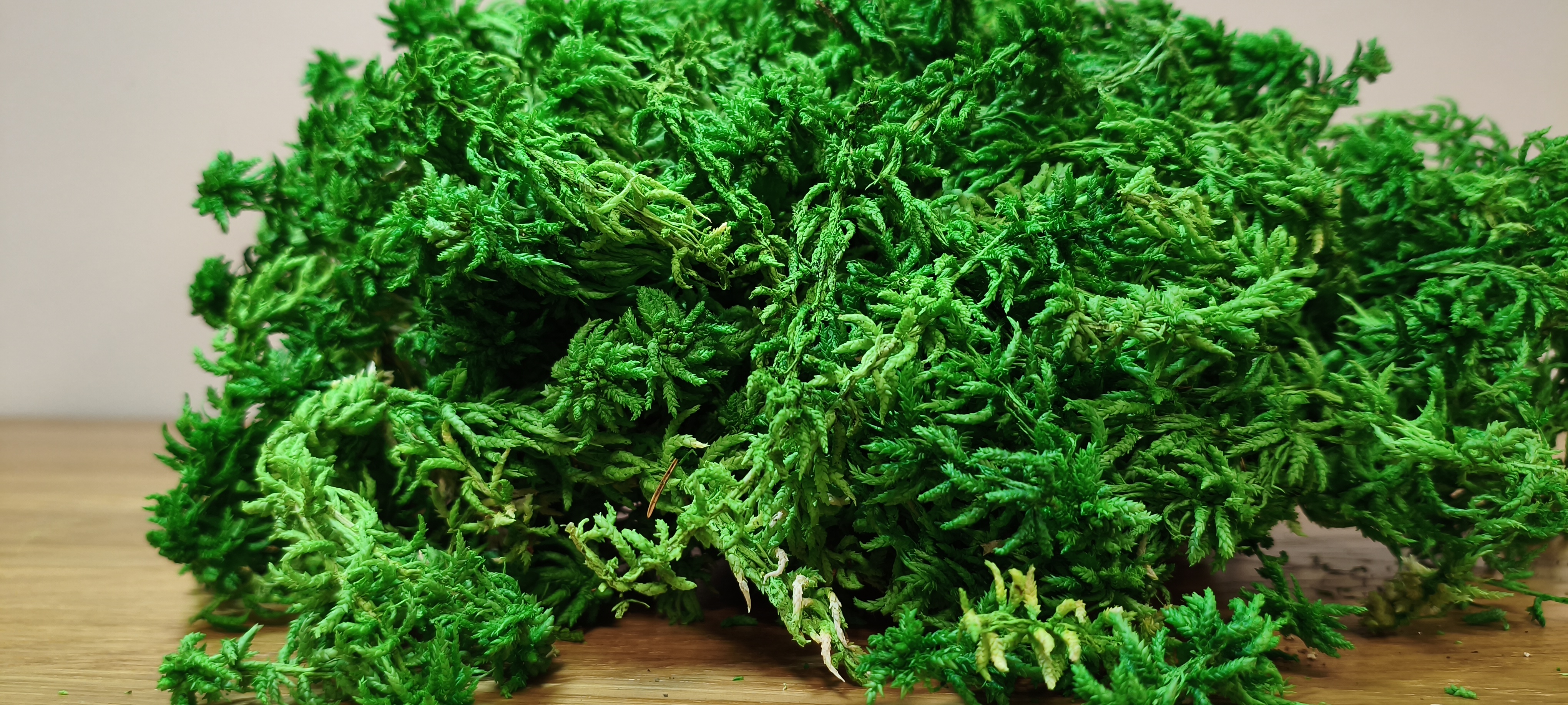 Stabilizuotos kimininės samanos (Sphagnum) 