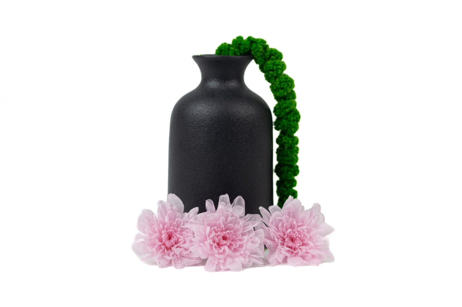 Stabilizuotos japoninės chrizantemos (Chrysanthemum)