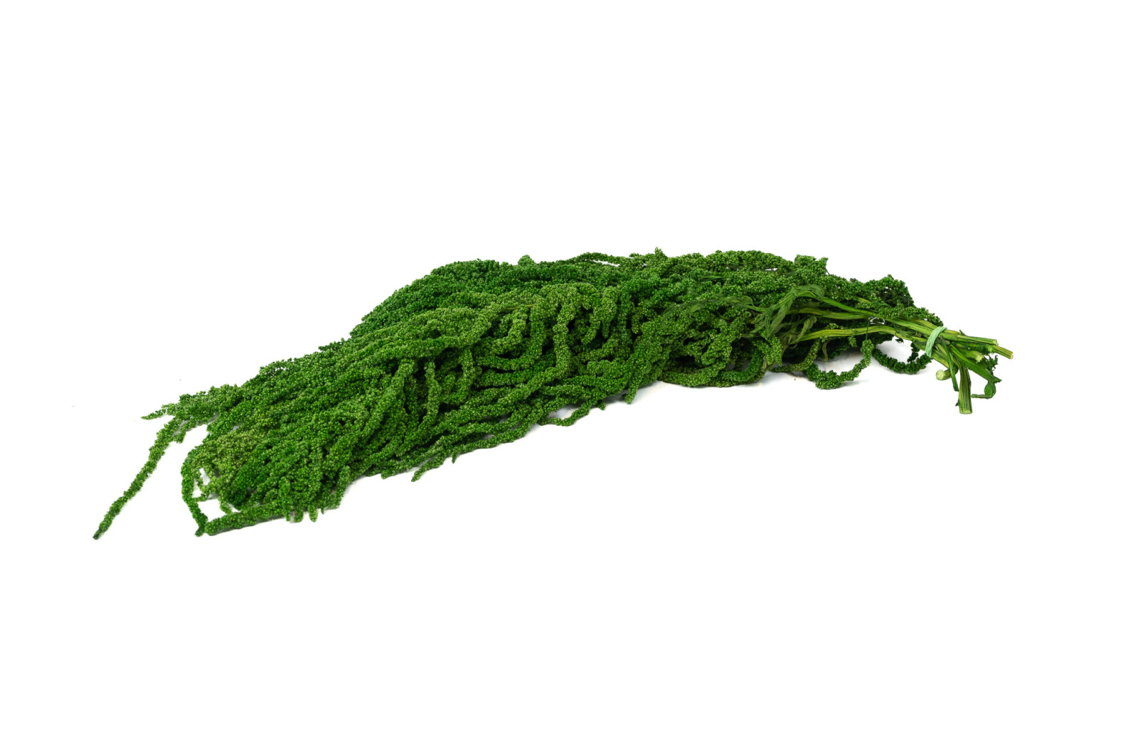 Stabilizuoti burnočiai (Amaranthus)