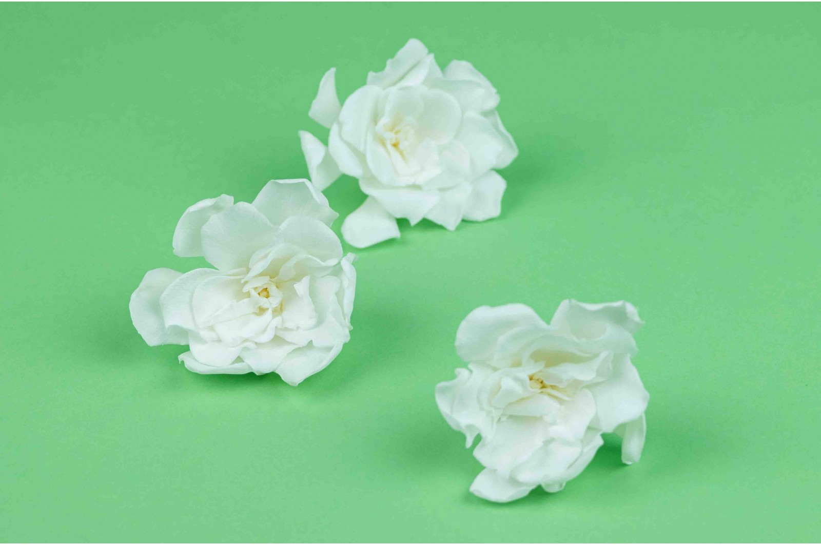 Stabilizuoti gardenijų žiedai (Gardenia jasminoides)