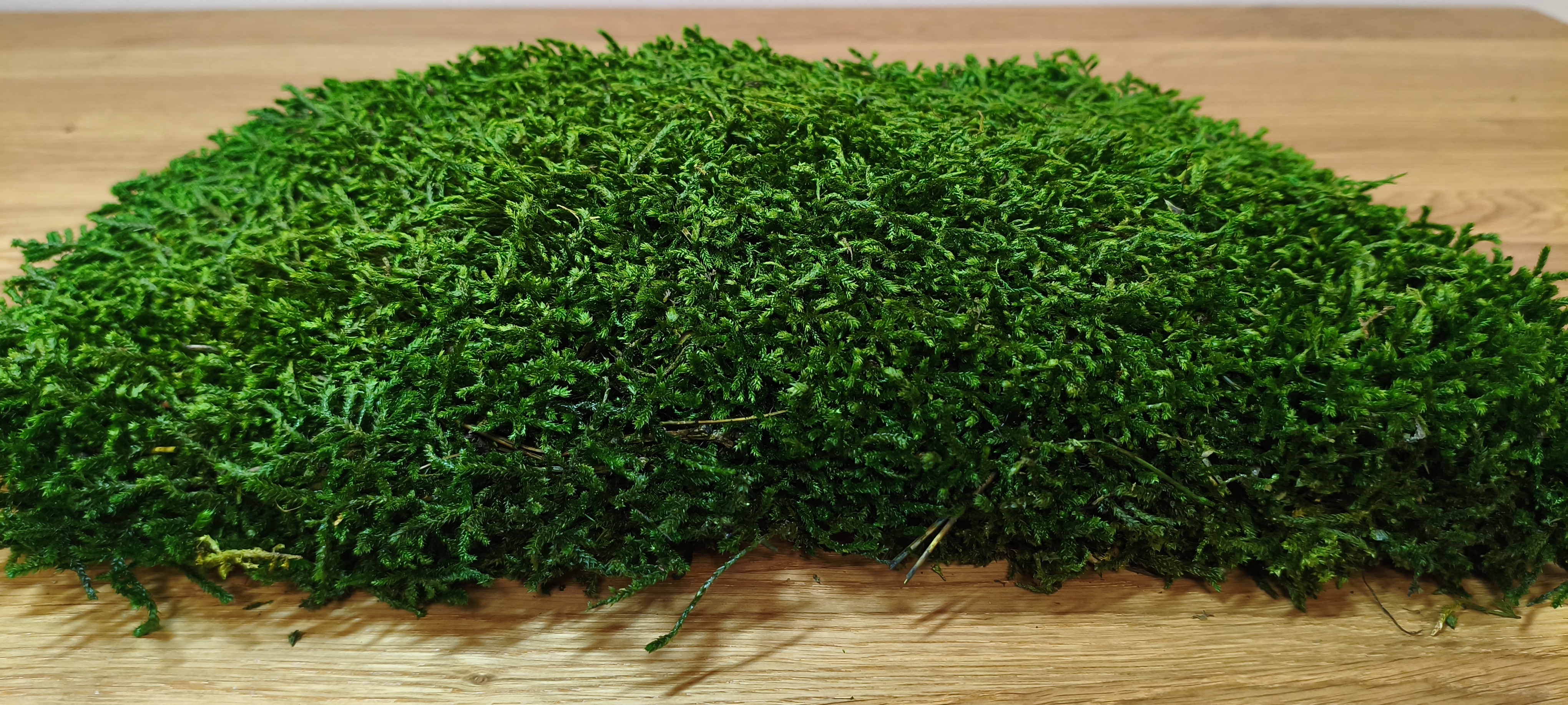 Stabilizuotos ilgos plokščios samanos  ( Flat Moss)