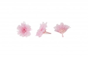 Stabilizuotos japoninės chrizantemos (Chrysanthemum)